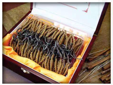 南木林冬虫夏草回收